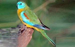 Perruche turquoisine (Neophema pulchella - Turquoise Parrot) est une espèce d'oiseau de la famille des Psittacidés (Psittacidae), ces descriptions, ces photos et ces vidéos sont ici à xopark.com