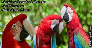 Ara chloroptère ou (Ara à ailes vertes - Ara chloropterus - Red-and-green Macaw)