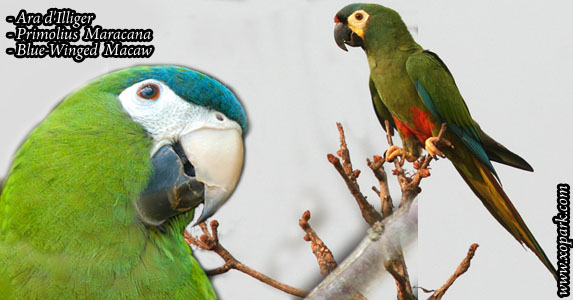 Ara d'Illiger (Primoliusmaracana - Blue-winged Macaw)