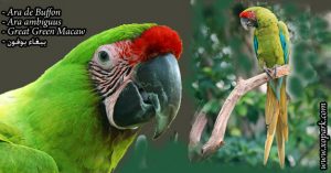 Ara de Buffon ou (Grand Ara vert - Ara ambiguus - Great Green Macaw)