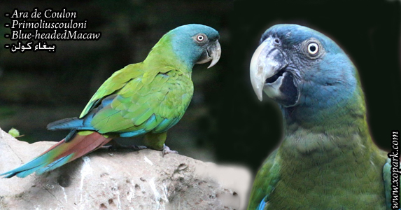 Ara de Coulon (Primolius couloni - Blue-headed Macaw)