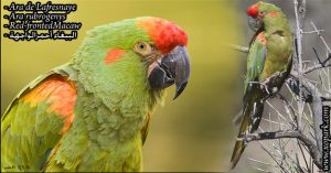 Ara de Lafresnaye (Ara rubrogenys - Red-fronted Macaw)