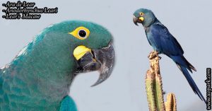 Ara de Lear ou Ara cobalt - Anodorhynchus Leari - Lear's Macaw