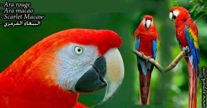 Ara rouge est (Ara macao - Scarlet Macaw)