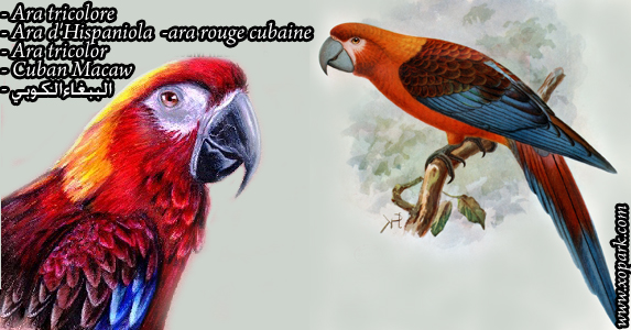 Ara tricolore (Aara rouge cubaineou - Ara d'Hispaniola - Ara tricolor - Cuban Macaw -