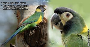 Ara à collier jaune - Propyrrhura auricollis - Golden-collared Macaw