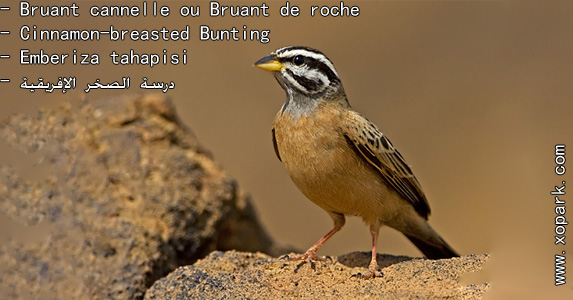Bruant cannelle ou (Bruant de roche - Cinnamon-breasted Bunting - Emberiza tahapisi - Cinnamon-breasted Bunting)