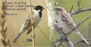 Bruant de pallas (Emberiza pallasi - Pallas’s Reed Bunting) est oiseau de la famille Emberizidés (Emberizidae)