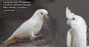 Cacatoès des Philippines (Cacatua haematuropygia - Red-vented Cockatoo)