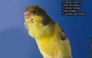 Canaris Harz ou (Harz Rouleau - Canari Harzer - Harz Roller) est un oiseau serins de la famille des Fringillidés (Fringillidae), ces descriptions ces photos et ces vidéos sont ici à xopark.com