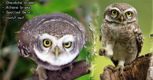 Chevêche brame (Athene brama - Spotted Owlet)