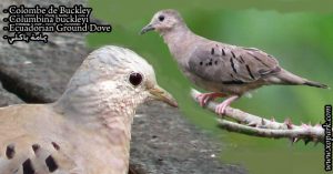 Colombe de Buckley (Columbina buckleyi - Ecuadorian Ground Dove)