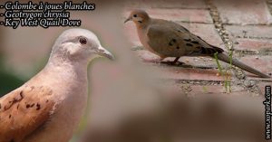 Colombe à longue queue (Uropelia campestris - Long-tailed Ground Dove - Mauve-spotted Dove)