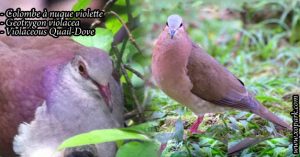 Colombe à nuque violette (Geotrygon violacea - Violaceous Quail-Dove)