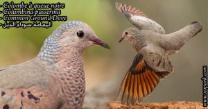 Colombe à queue noire (Columbina passerina - Common Ground Dove)
