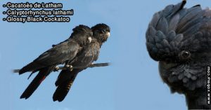 Cacatoès de Latham (Calyptorhynchus lathami - Glossy Black Cockatoo)