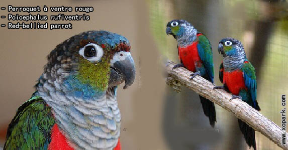 Perroquet à ventre rouge (Poicephalus rufiventris - Red-bellied Parrot) est l'un des perroquets de la famille des Psittacidés (Psittacidae), ces descriptions, ces photos et ces vidéos sont ici à xopark.com