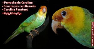 Perruche de Caroline - Conuropsis carolinensis - Carolina Parakeet