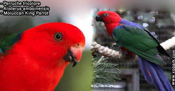Perruche tricolore (Alisterus amboinensis - Moluccan King Parrot)