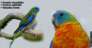 Perruche turquoisine (Neophema pulchella - Turquoise Parrot) est une espèce d'oiseau de la famille des Psittacidés (Psittacidae)