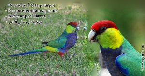 Perruche à tête pourpre (Purpureicephalus spurius - Red-capped Parrot)
