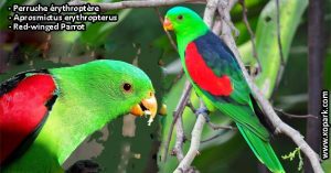 Perruche érythroptère (Aprosmictus erythropterus - Red-winged Parrot)