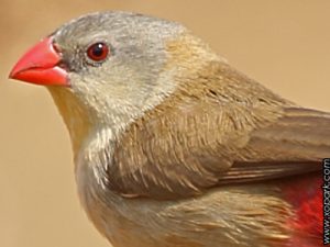 Astrild à poitrine fauve (Astrild à poitrine fauve - Estrilda paludicola - Fawn-breasted Waxbill - طائر شمعي المنقار السبخي) est une espèce des oiseaux de la famille des Estrildidés (Estrildidae), ses descriptions, ses photos et ses vidéos sont ici à xopark.com
