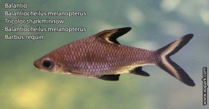 Balantio - Balantiocheilus melanopterus - Tricolor sharkminnow-xopark