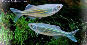 Danio Malabaricus poisson d'eaux douces