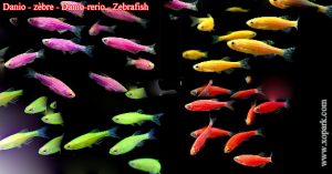 Danio - zèbre---Danio-rerio---Zebrafish-xopark00