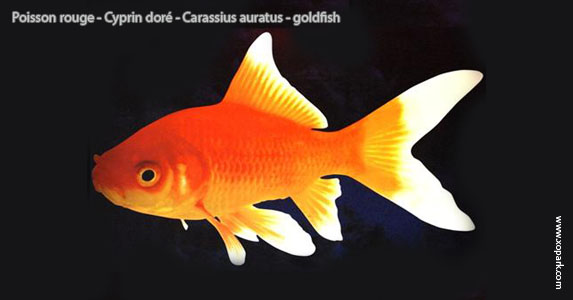 Poisson rouge - Cyprin doré - Carassius auratus - goldfish