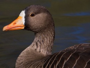 Oie rieuse - Anser albifrons - Greater White-fronted Goose