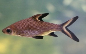 Balantio (Melanopterus Bala Shark Balantiocheilus)
