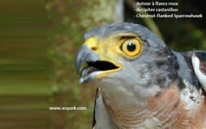 Accipiter castanilius - Autour à flancs roux - Chestnut-flanked Sparrowhawk