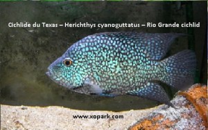 Cichlide du Texas - Herichthys cyanoguttatus - Heros pavonaceus