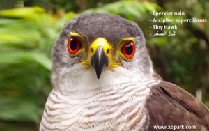 Épervier nain ( Accipiter superciliosus - Tiny Hawk )