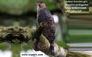 Autour à ventre gris - Accipiter poliogaster - Grey-bellied Hawk