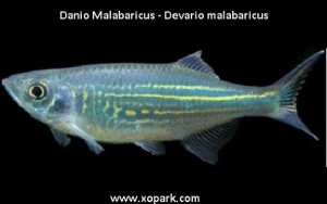 Danio Malabaricus (Malabar danio)