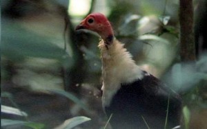 Pintade de Numidie - Numida meleagris - Helmeted Guineafowl