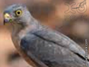 Épervier de Horsfield - Accipiter soloensis - Chinese Sparrowhawk