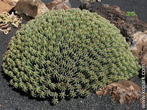 Euphorbia resinifera - EUPHORBES du Maroc - Euphorbe résinifère