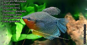 Gourami Mosaique – Trichogaster leeri - Mosaic gourami-xopark