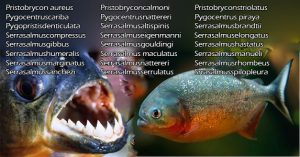 Piranha - Pristobrycon aureus