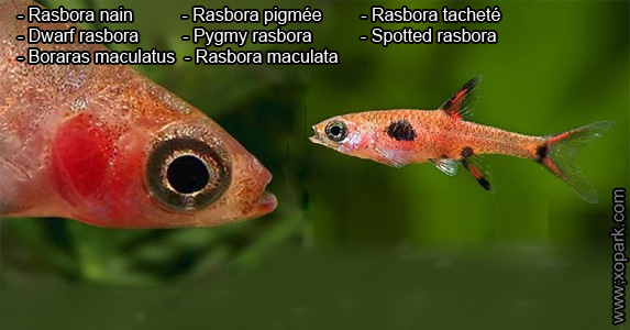 Rasbora-nain---Boraras maculatus---Dwarf-rasbora - xopark