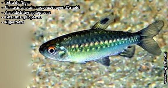 Tétra du Niger ---Arnoldichthys-spilopterus---Niger-tetra est un poisson d'eaux douces, ces descriptions, ces photos et ces vidéos sont ici à xopark