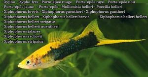 Xipho est un poisson d'eaux douces, ces descriptions, ces photos et ces vidéos sont ici à xopark.com 1.Xypho 2.Xipho 3.Xypho-lyre 4.Porte-épée rouge 5.Porte-épée rayé 6.Porte-épée noir 7.Porte-épée jaune 8.Porte-épée 9. Mollienisia helleri 10. Poecilia helleri 11. Xiphophorus brevis 12. Xiphophorus guentheri 13. Xiphophorus guntheri 14. Xiphophorus helleri 15. Xiphophorus helleri brevis 16. Xiphophorus helleri helleri 17. Xiphophorus helleri strigatus 18. Xiphophorus hellerii guentheri 19. Xiphophorus jalapae 20. Xiphophorus rachovii 21. Xiphophorus strigatus