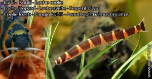 Kuhli est un poisson serpent d'eaux douces, ces descriptions, ces photos et ces vidéos sont ici à xopark.com