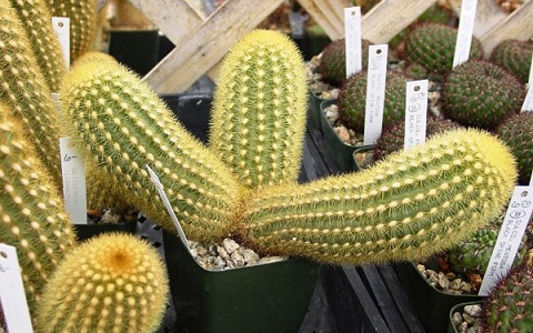 Cleistocactus icosagonus - xopark.com