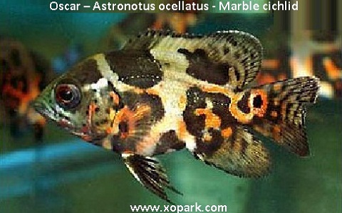 Oscar - Astro - Astronotus ocellatus -Marble cichlid ...