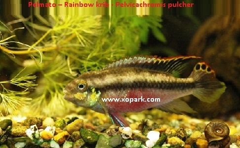 Poisson combattant femelle